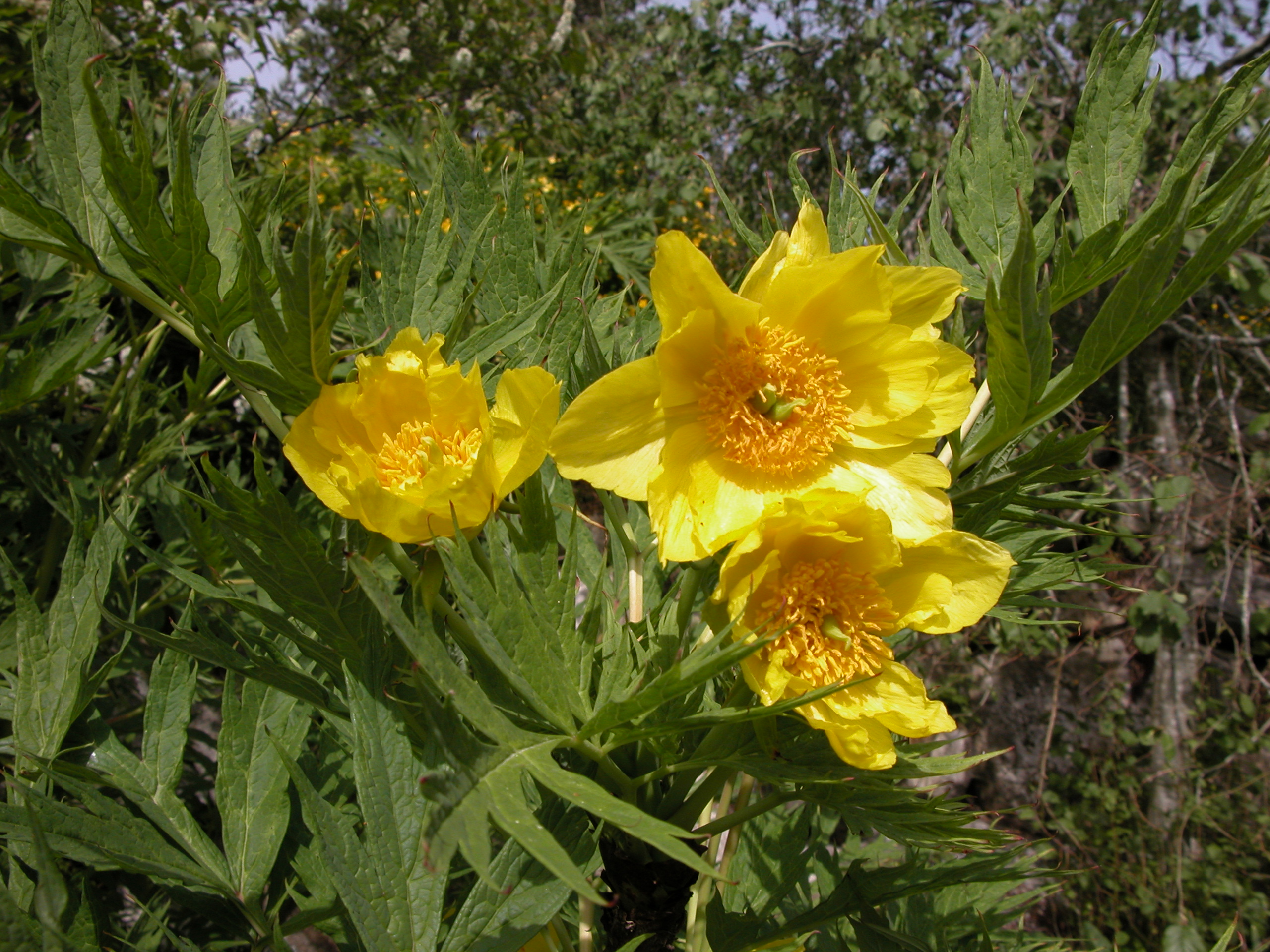 Gul trepeon (Paeonia lutea) er et vakkert innslag blant de sommerblomstrende busker. 